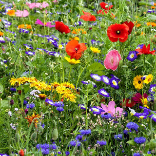 Blumenwiese - die Auswahl über 40 Arten Wiesenblumen - Bienenfreundlich, Fördert Bestäuber - Großpackung - 500 g - Premium-Saatgut