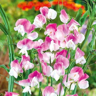 Edelwicke - Dolly Varden - Intensiver, Süßer Duft - Lathyrus odoratus