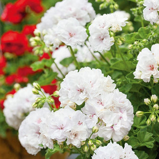 Geranie - Weiß - Ideal Für Balkonkästen Und Kübel - Pelargonium zonale