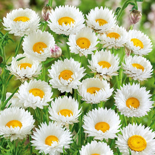 Rosen-Sonnenflügel - Weiße - Langblühend, Dekorativ Als Trockenblume - Helipterum roseum - Premium-Saatgut