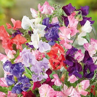 Edelwicke - Horizon - Außergewöhnliche Blütenfarbe Für Beete - Lathyrus odoratus