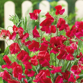 Edelwicke - King Edward VII - Kräftige Farbe, Intensiver Duft - Lathyrus odoratus
