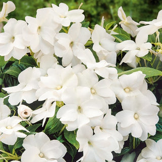 Fleißiges Lieschen - Weiß - Dekorative Blüten, Sommer- Und Herbstblüher - Impatiens walleriana