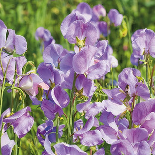 Edelwicke - Leamington - Romantische Pergolendekoration - Lathyrus odoratus