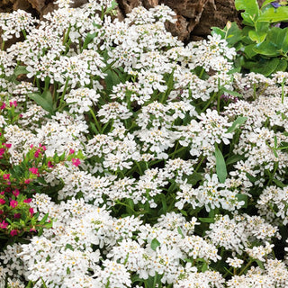 Doldige Schleifenblume - Weiße - Hervorragend Mit Sanftem Duft - Iberis umbellata - Premium-Saatgut