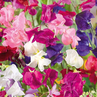 Edelwicke - Jet Set - Perfekt Für Sonnige Standorte - Lathyrus odoratus