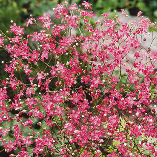 Schleierkraut - Rot - Leuchtend Rote Blütenpracht - Gypsophila elegans