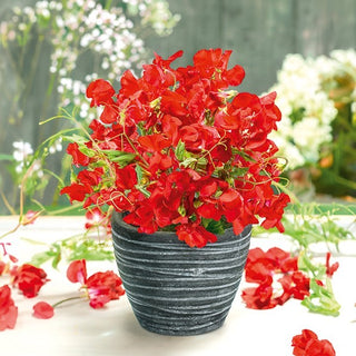 Edelwicke - Villa Roma - Rot - Starker Duft Für Die Terrasse - Lathyrus odoratus