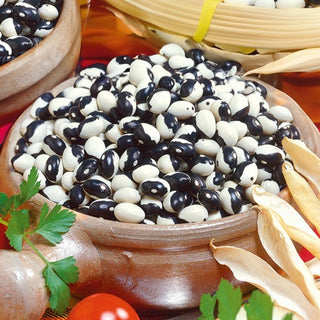 Buschbohne - Yin Yang - Frühe Ernte, Außergewöhnliche Optik