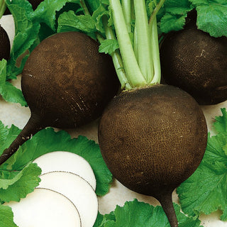 Rettich Kulata Cerna - Würziger Geschmack, Schwarze Wurzel, Lange Frische