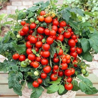 Mascot Tomato - Explosion of Flavour and Colour in Every Small Fruit - Premium Seeds