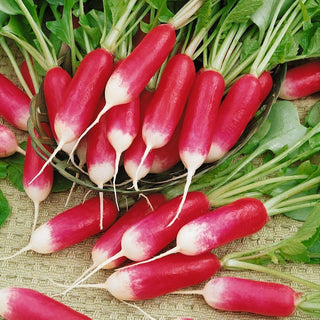 Eighteen-Days Radish - Superfast, Super Tasty - Premium Seeds