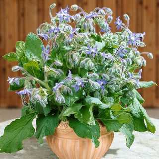Borage - Exceptional Taste and Health in One - Borago Officinalis - Premium Seeds