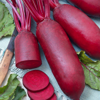 Beetroot Cylinder - Highly Productive, Exceptionally Sweet and Juicy - Premium Seeds