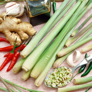 Lemon Grass - Culinary Hit and Health Bomb - Cymbopogon flexuosus - Premium Seeds