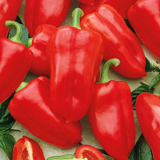 Paprika Rubinova - Dickfleischig, Früh Für Freiland Und Gewächshaus