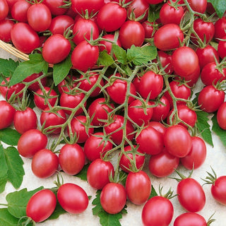 Raspberry Red Hood Tomato - Resistant, Abundant Clusters, Perfect for Open Field Cultivation - Premium Seeds
