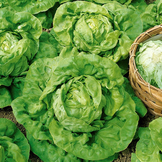 Kopfsalat Humil - Zarte Blätter, Schossfest