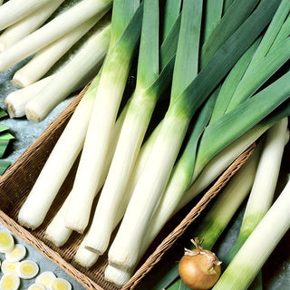 Blauwgroene Winter Leek - Perfect for Harvesting, Ideal for Soups and Salads - Premium Seeds