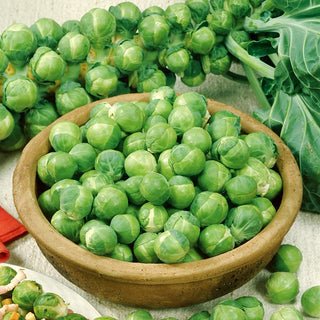 Rosenkohl Casiopea - Lecker, Perfekt Zum Backen Und Kochen