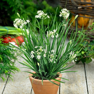 Garlic Chives - Taste of Garlic and Chives in One! - Allium Tuberosum - Premium Seeds
