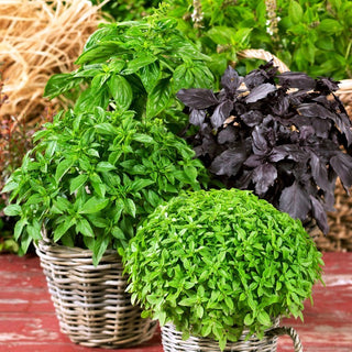 Sweet Basil - A Selection of Varieties - Rich in Flavour and Aroma - Ocimum Basilicum - Premium Seeds