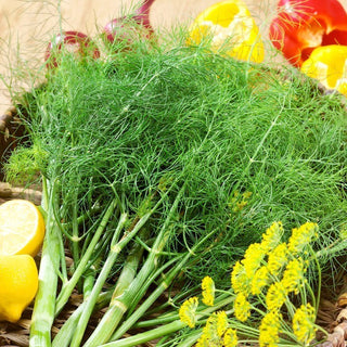 Dill Sprinter - Schnell wachsend, extrem aromatisch - Großpackung - 100 g