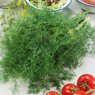 Dill Szmaragd - Ideal Für Frische Kräutersträuße - Großpackung - 100 g