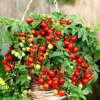 Bajaja Tomato - Ideal for Balconies, 750 Fruits from One Plant - Premium Seeds