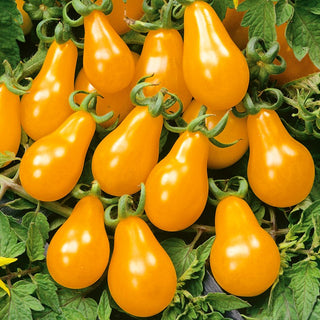 Tomate Perun - Hoher Ertrag, Spät Reifend, Besonders Schmackhaft