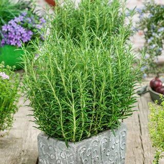 Rosemary - Green Essence of Flavour and Aroma - Rosmarinus officinalis - Premium Seeds