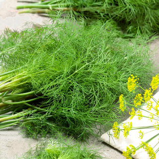 Dill Moravan - Ideal Für Frische Und Getrocknete Gerichte - 100 g