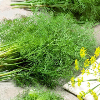 Dill Moravan - Dunkelgrüne Blätter, wunderbares Aroma - Mega-Packung - 500 g