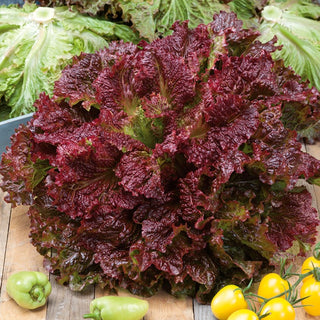 Eichblattsalat Rosela - Rotes, Stark Gekraustes, Schnell Wachsendes