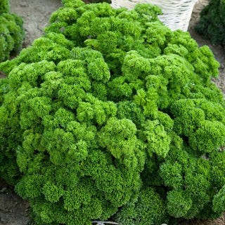 Mooskrause 2 Parsley - Explosion of Flavour and Health All Year Round - Premium Seeds