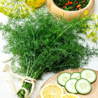 Cossack Dill - Early, Aromatic, Perfect for Drying - Premium Seeds