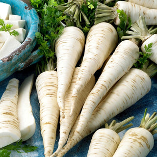 Berliner Halblange Root Parsley - Late, Tasty, Perfect for Storage - Premium Seeds