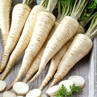 Olomoucka Root Parsley - Exceptional Taste and Aroma, Perfect for Freezing - Premium Seeds