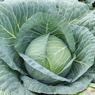 Weißkohl Zora - Frühe Ernte, Zarter Geschmack