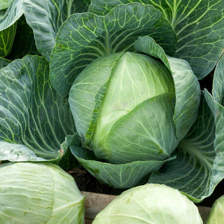 White Cabbage Stone Head - Productive and Durable, Perfect for Preserves - B. oleracea var. capitata f. alba - Premium Seeds