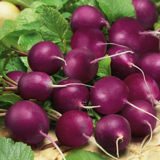 Radieschen Viola - Rund, Violett, Saftig, Mild Würzig
