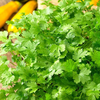 BIO Koriander - Perfekt Für Asiatische Und Mexikanische Küche - Coriandrum sativum - Premium-Saatgut