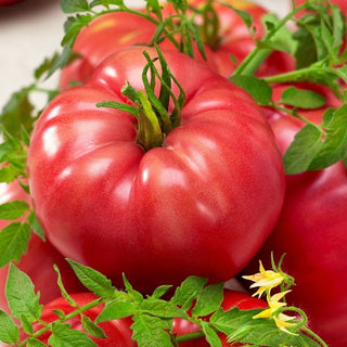Raspberry Giant Tomato - Impressive Yields, Exceptional Taste, the King of Tomatoes - Premium Seeds
