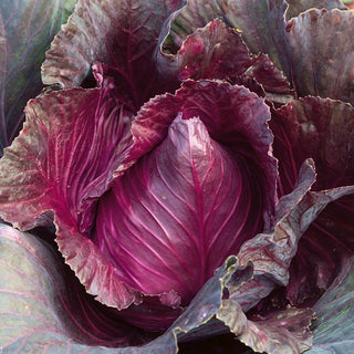 Rotkohl Kalibos - Süßlich, Knackig, Einzigartig