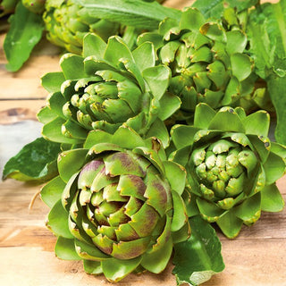 Artischocke - Vert de Provence - Mediterranes Gartengemüse - Cynara scolymus