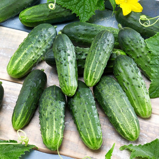 Gurke Śremski F1 - Bewährte Sorte, Frühreifend, Hoher Ertrag - 100 g