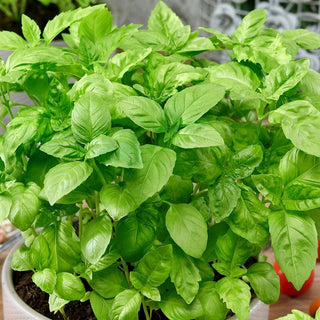 Sweet Basil - Exceptional Aroma and Taste - Ocimum Basilicum - Premium Seeds