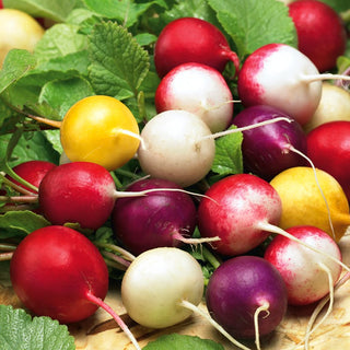 Radieschen - Bunte Mischung - Farbenfrohe Bereicherung Für Salate
