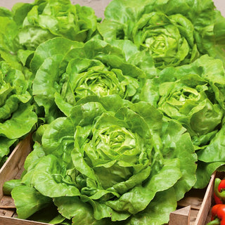 Kopfsalat Safir - Große Köpfe, Milder Geschmack, Leicht Anzubauen