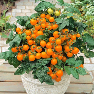 Tomate Venus - Kompakter Wuchs, Niedrige Sorte, Perfekt Für Den Balkon